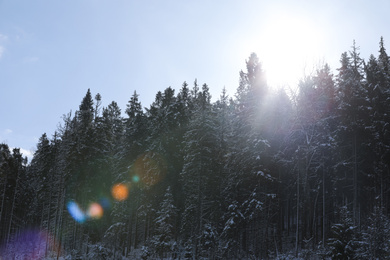 Photo of Beautiful view of conifer forest on winter morning