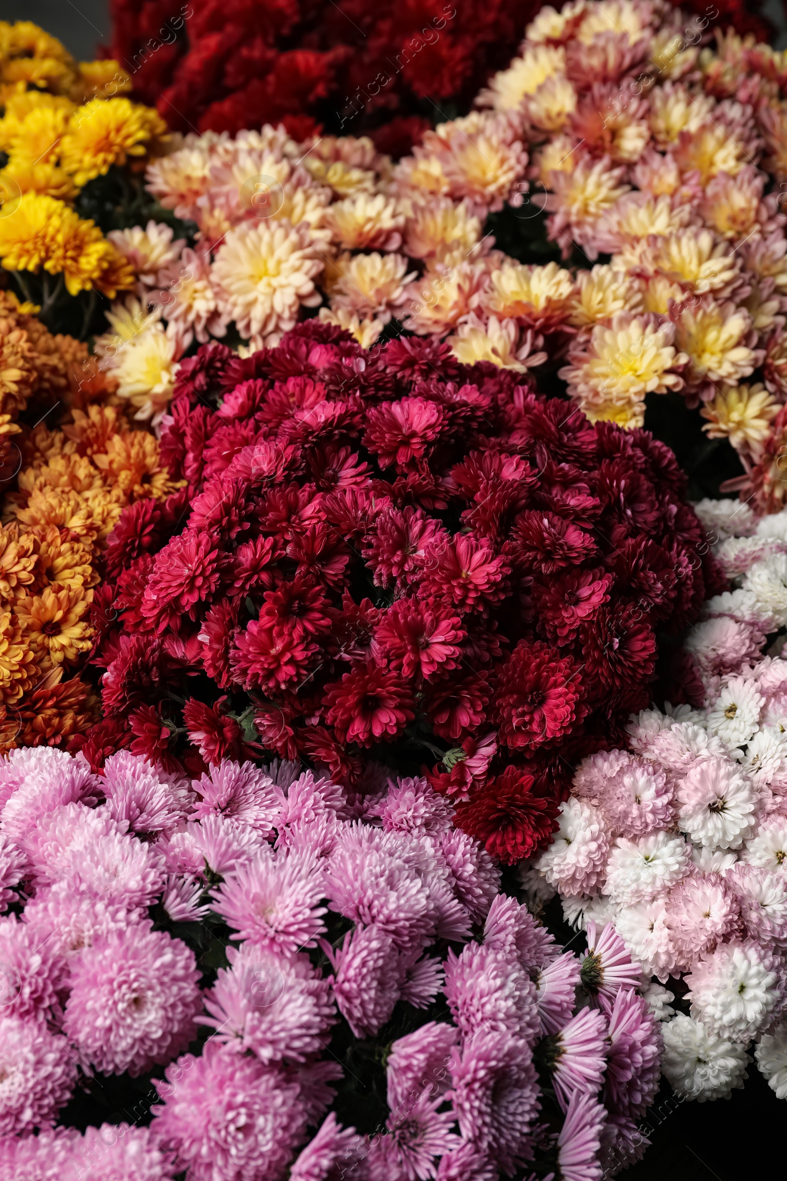 Photo of Beautiful different color Chrysanthemum flowers as background