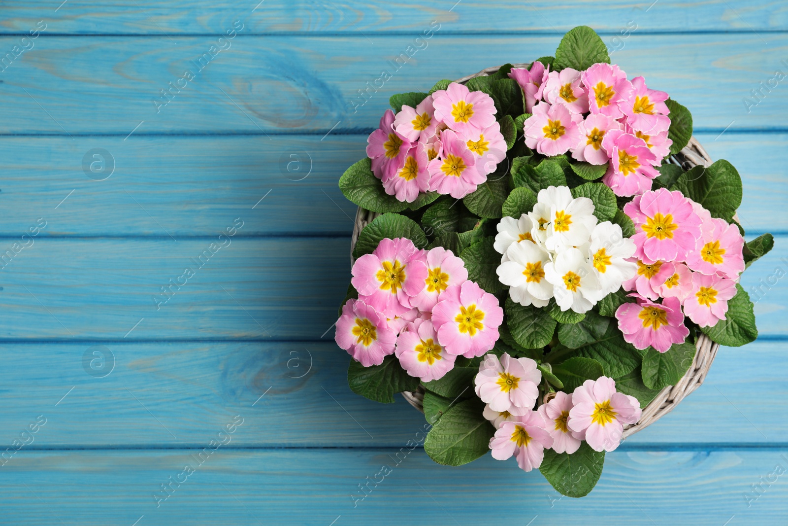 Photo of Beautiful primula (primrose) flowers in wicker basket on light blue wooden table, top view with space for text. Spring blossom