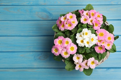 Beautiful primula (primrose) flowers in wicker basket on light blue wooden table, top view with space for text. Spring blossom