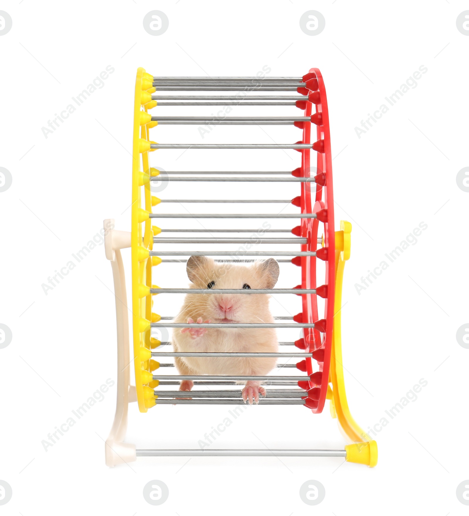 Photo of Cute little hamster in spinning wheel on white background