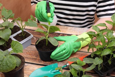 Woman wearing gardening gloves spraying seedling in pot at wooden table, closeup