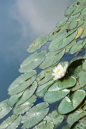 Pond with beautiful lotus flower and leaves