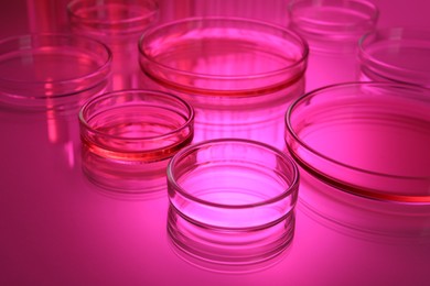 Photo of Petri dishes with liquid on table, toned in pink