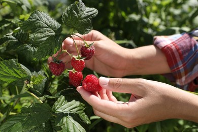 Woman picking ripe raspberries from bush outdoors, closeup