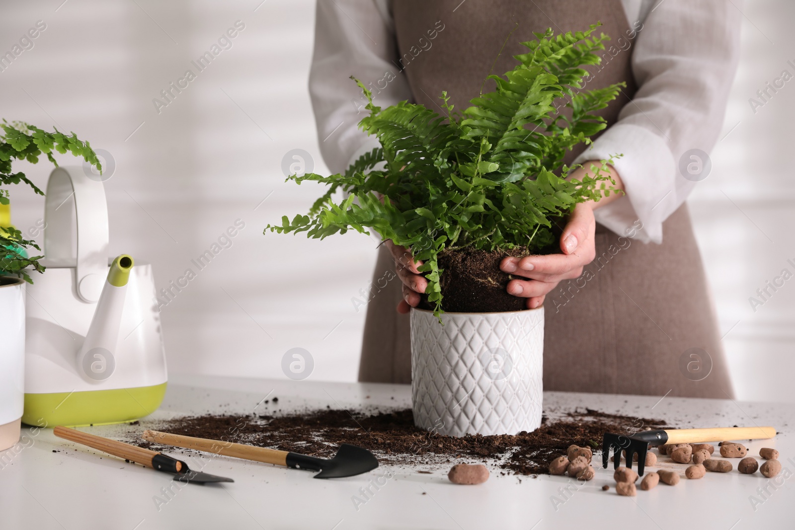 Photo of Woman planting fern at white table indoors, closeup