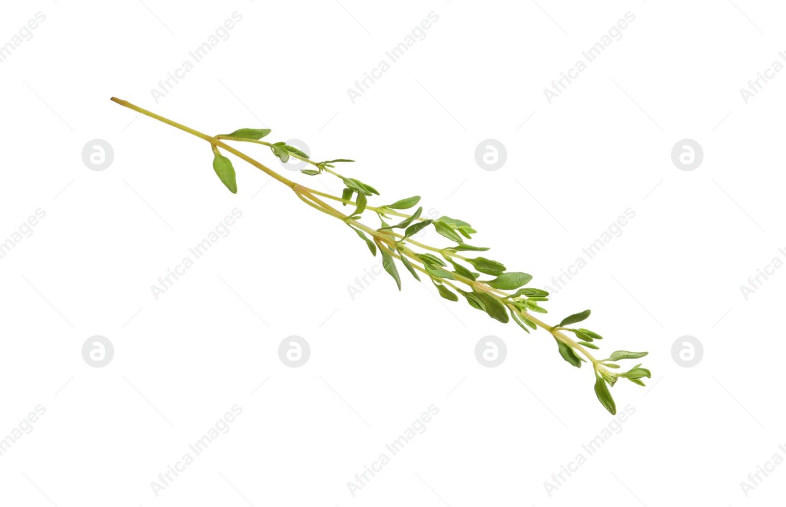 Photo of Aromatic thyme sprig on white background. Fresh herb