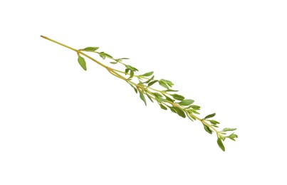 Photo of Aromatic thyme sprig on white background. Fresh herb