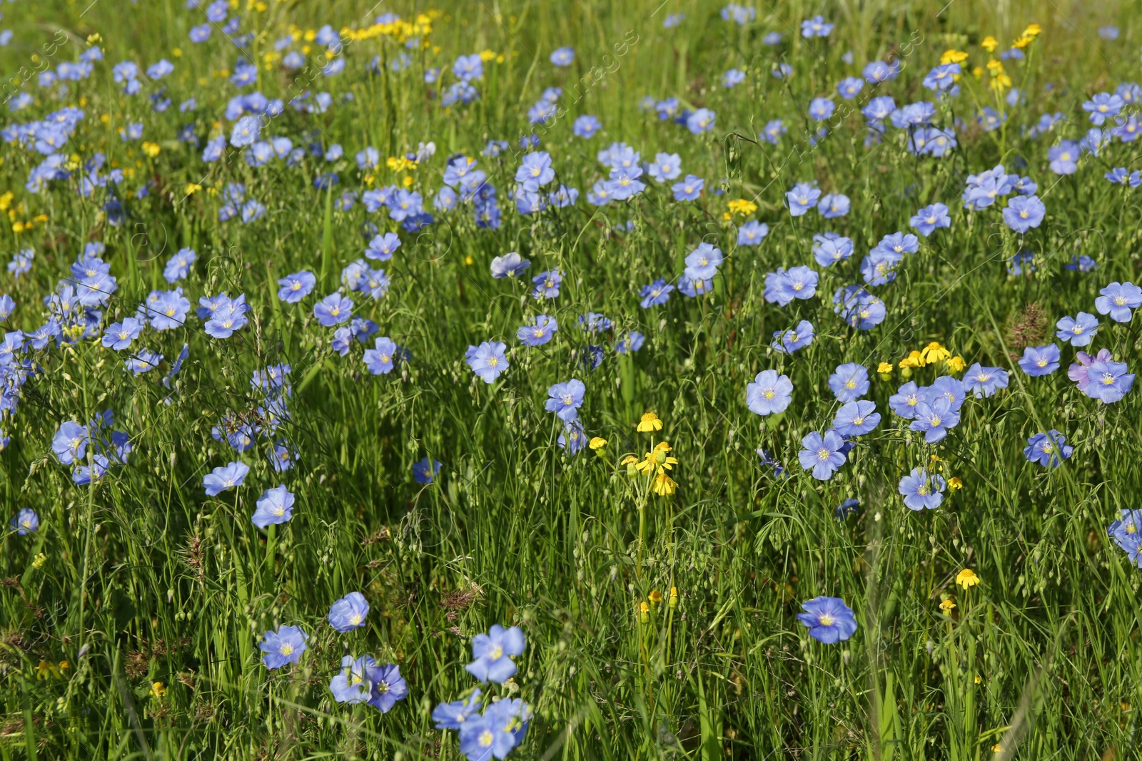 Photo of Beautiful flowers growing in meadow on sunny day