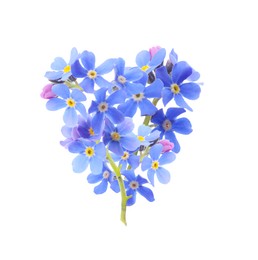 Delicate blue forget me not flowers on white background