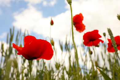 Photo of Beautiful red poppy flowers growing in field, closeup. Space for text