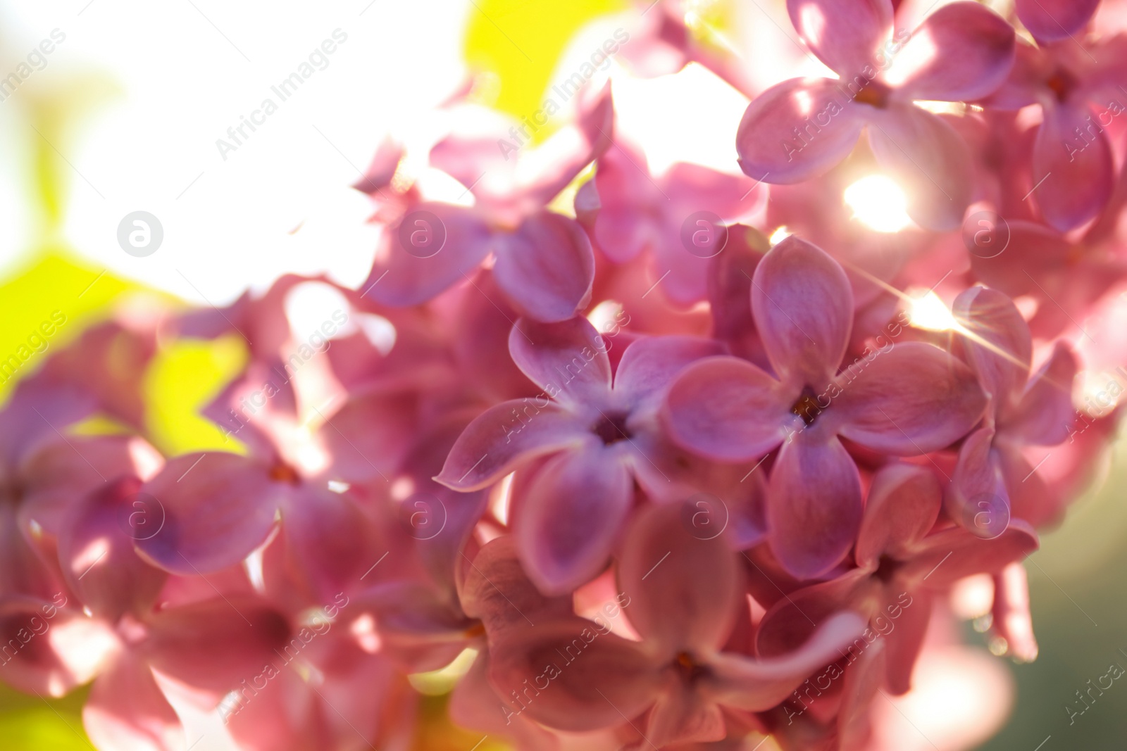 Photo of Closeup view of beautiful blooming lilac shrub outdoors