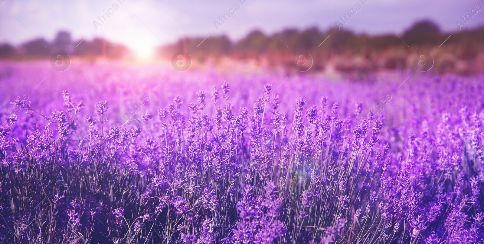 Image of Beautiful sunlit lavender field, closeup. Banner design  