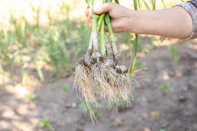 Photo of Farmer holding fresh ripe garlic in field