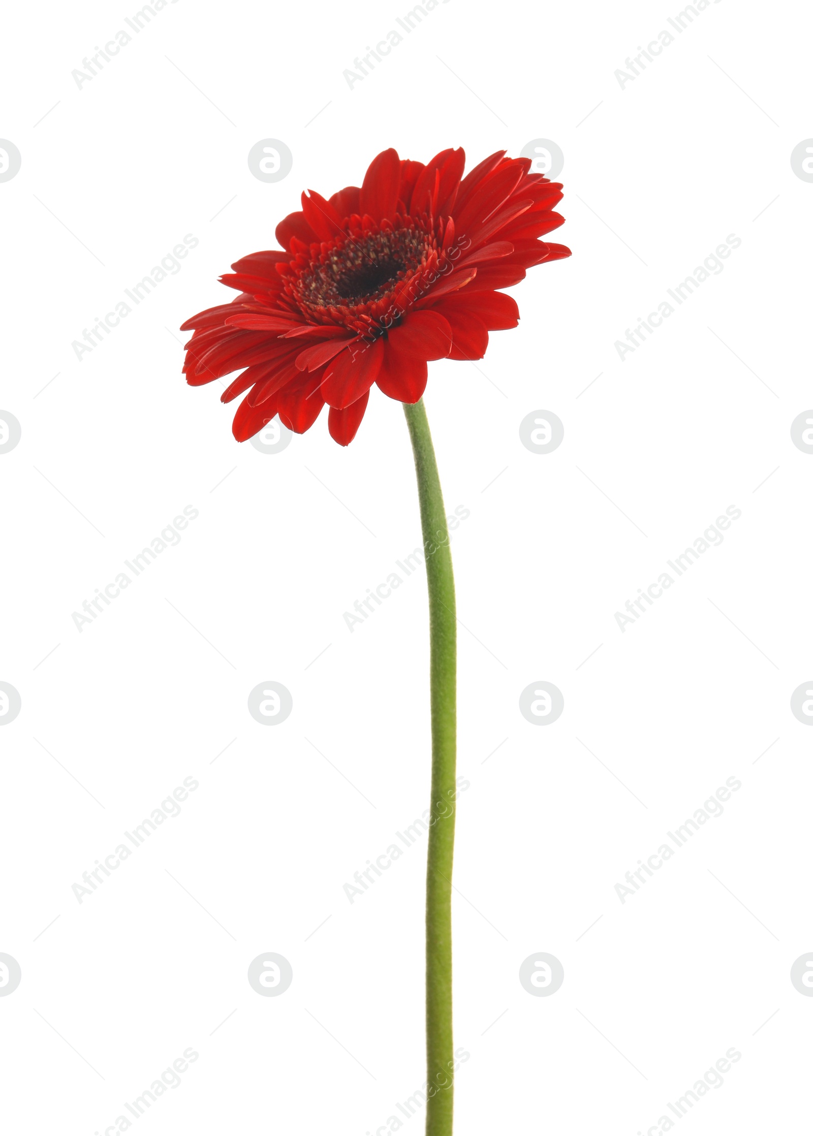 Photo of Beautiful red gerbera flower on white background