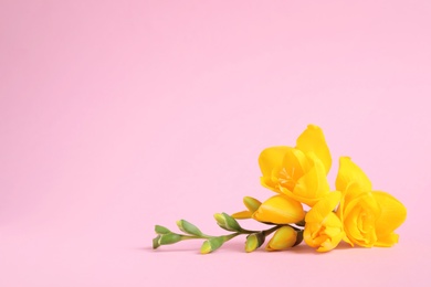 Photo of Beautiful blooming yellow freesias on pink background. Space for text