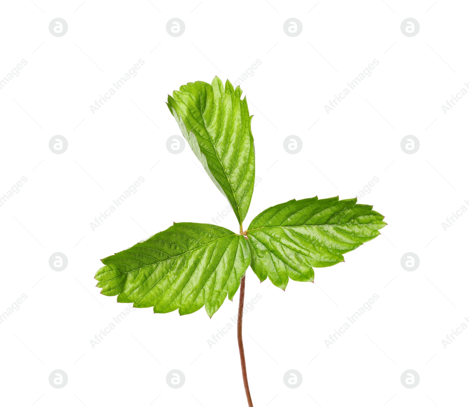 Photo of Green wild strawberry leaf isolated on white