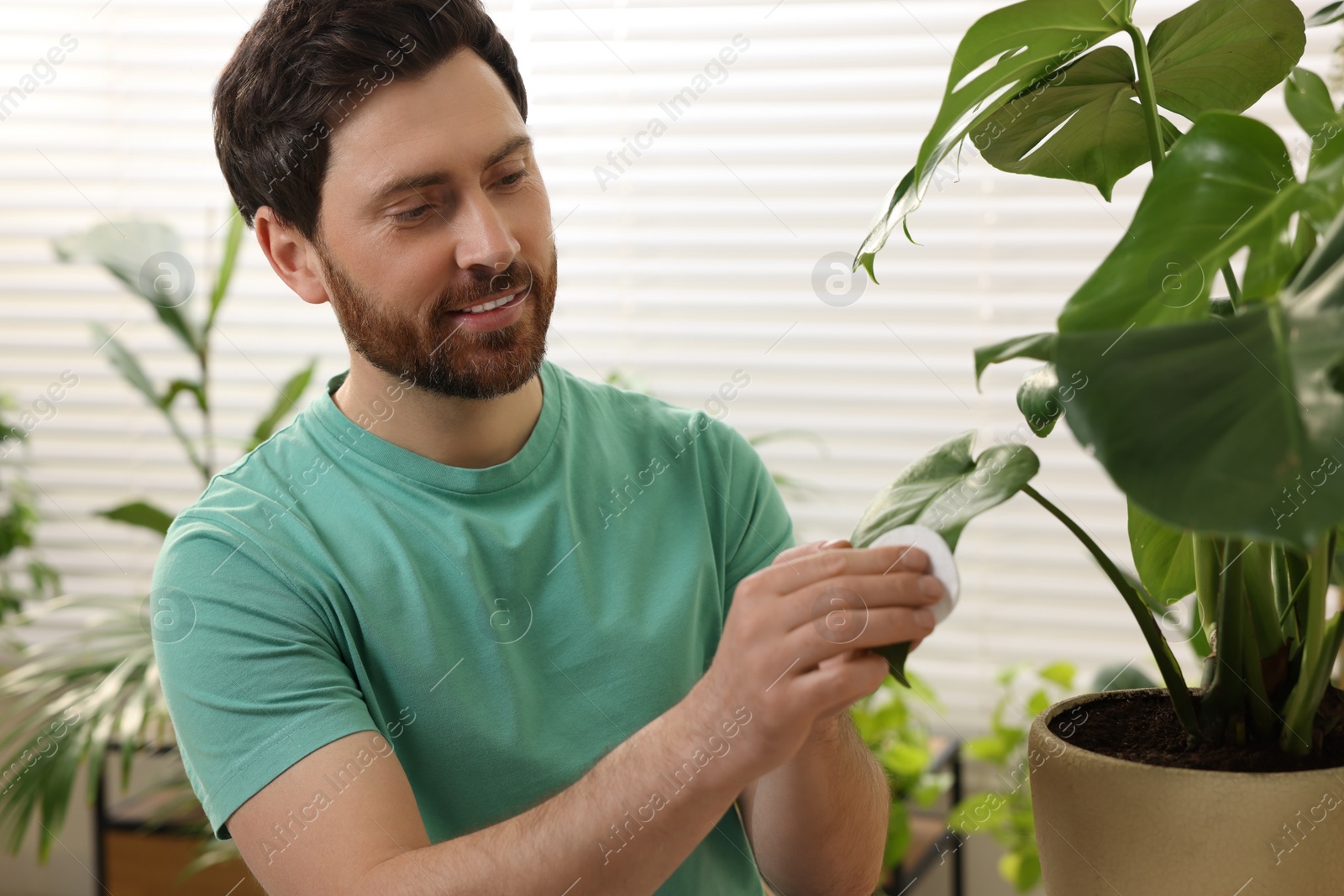 Photo of Man wiping leaves of beautiful potted houseplants indoors