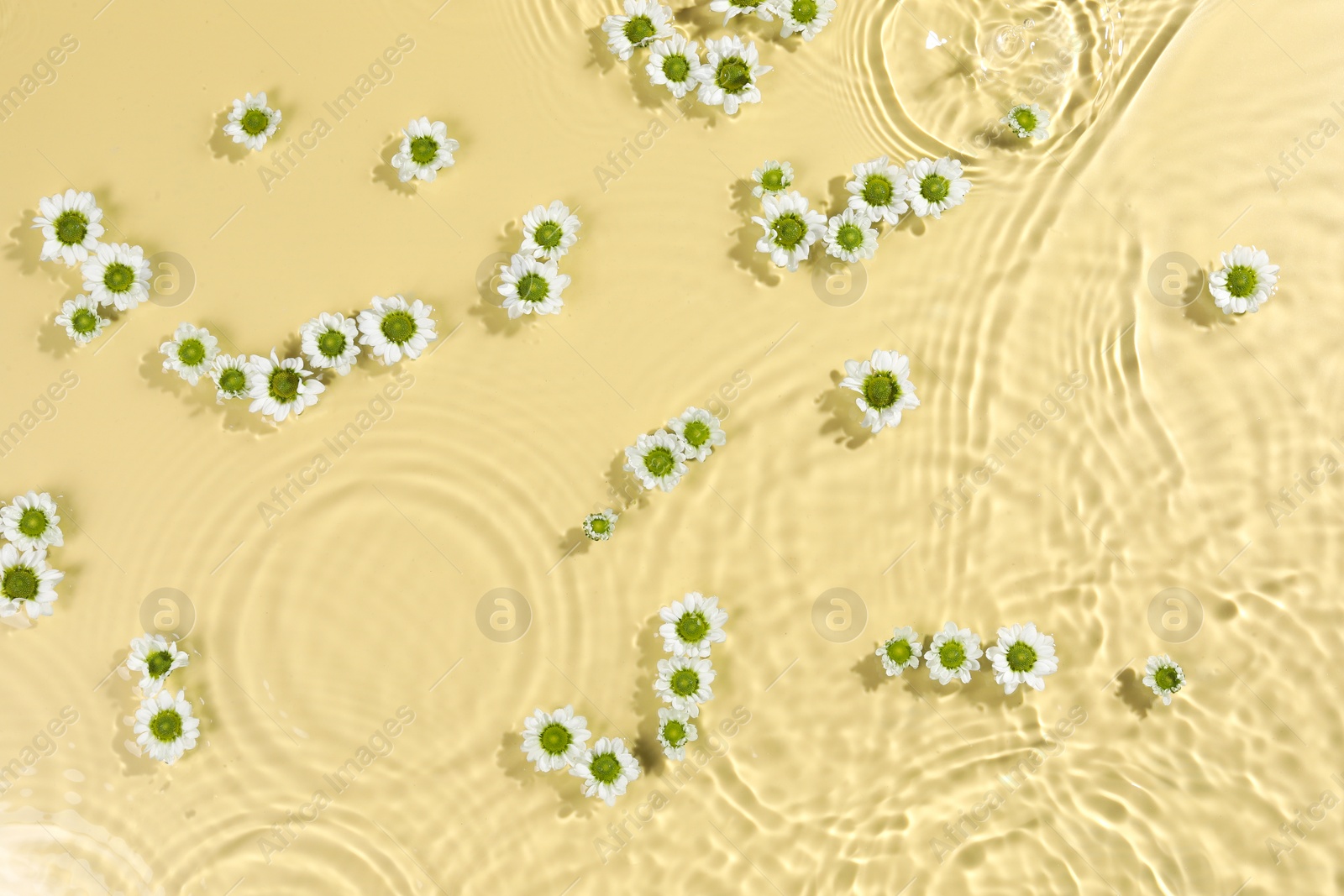 Photo of Beautiful chrysanthemum flowers in water on pale yellow background, top view