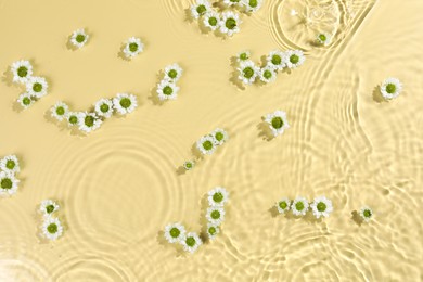 Beautiful chrysanthemum flowers in water on pale yellow background, top view