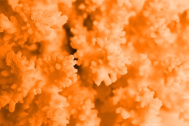 Beautiful orange sea coral as background, closeup