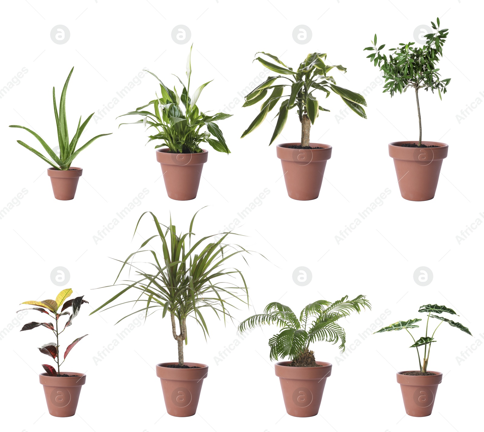 Image of Set of different houseplants in flower pots on white background