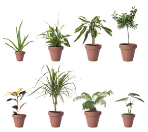 Set of different houseplants in flower pots on white background