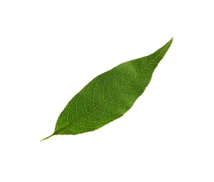 Photo of Green peach tree leaf isolated on white