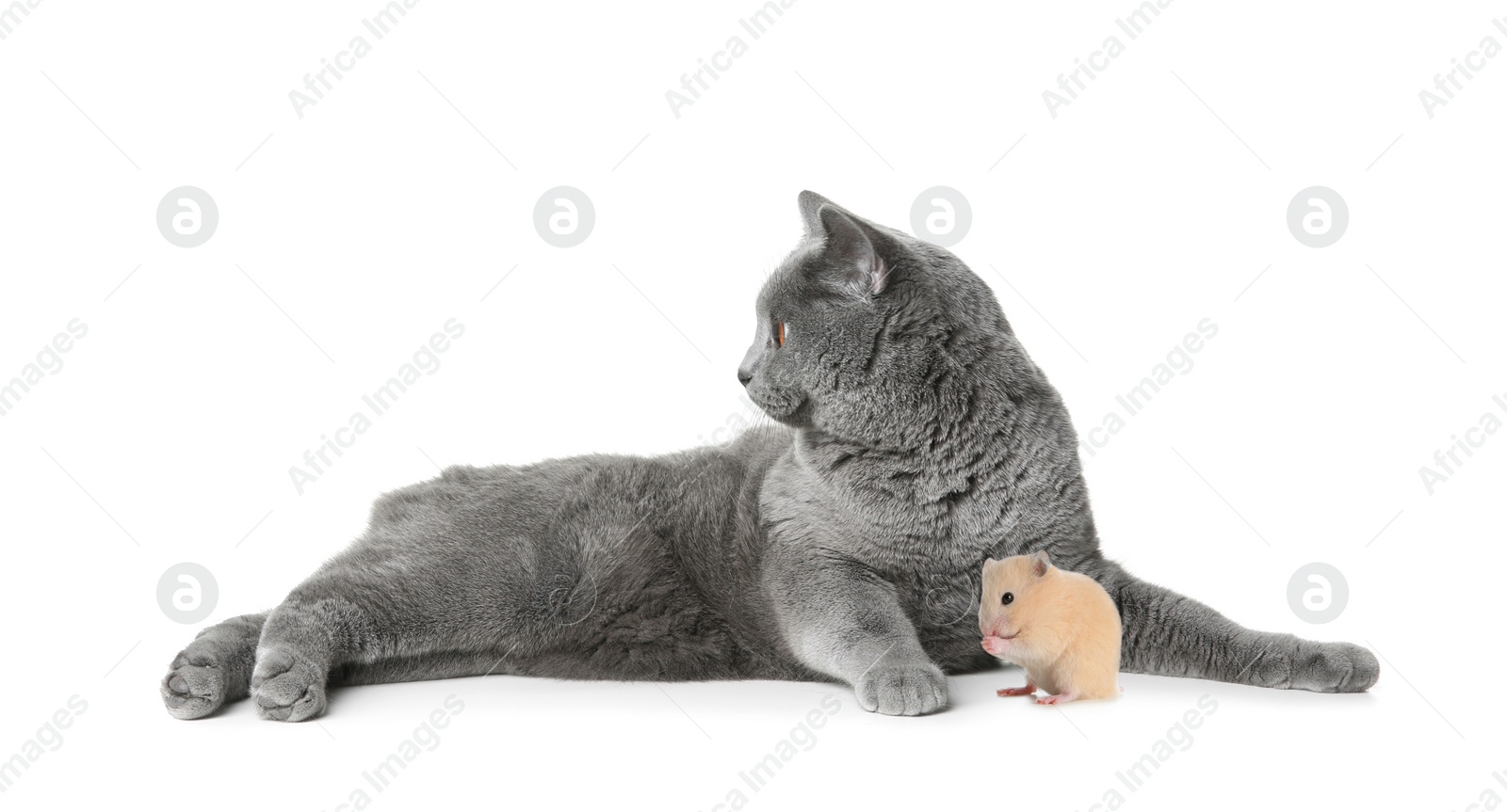 Image of Cute cat and hamster on white background