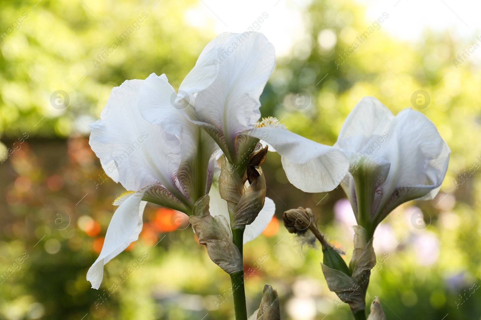 Photo of Beautiful white iris flowers outdoors on sunny day, closeup