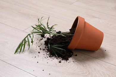 Photo of Overturned terracotta flower pot with soil and plant on wooden floor