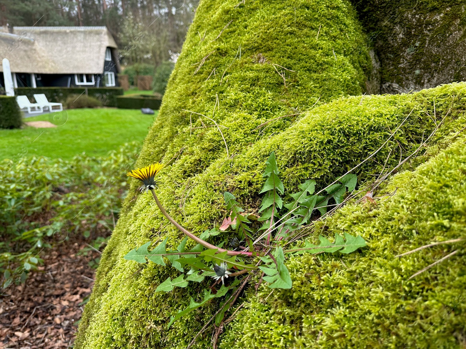 Photo of Bright green moss and beautiful dandelion outdoors