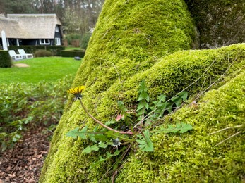 Photo of Bright green moss and beautiful dandelion outdoors