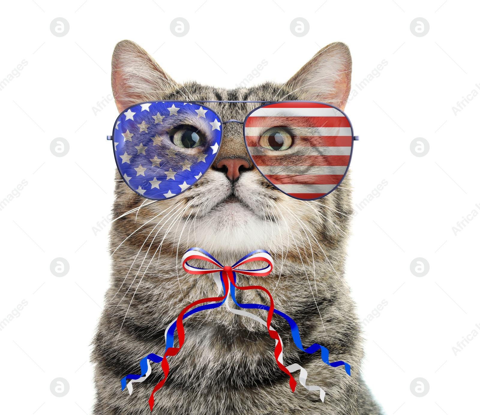 Image of Cute cat with sunglasses and bow on white background. Concept of federal holidays in USA