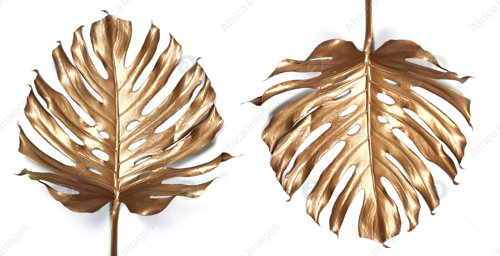 Image of Beautiful gold painted monstera leaves on white background, top view