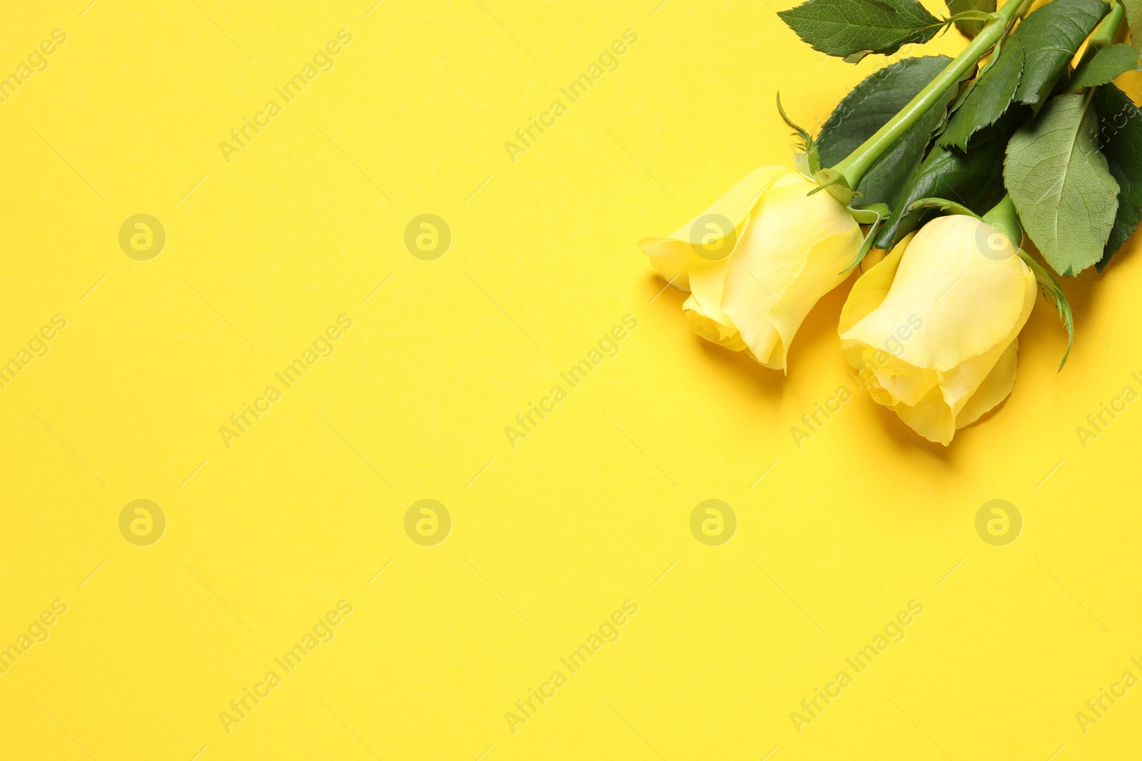Photo of Beautiful roses on yellow background, above view. Space for text
