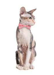 Image of Adorable Sphynx cat with bow tie on white background