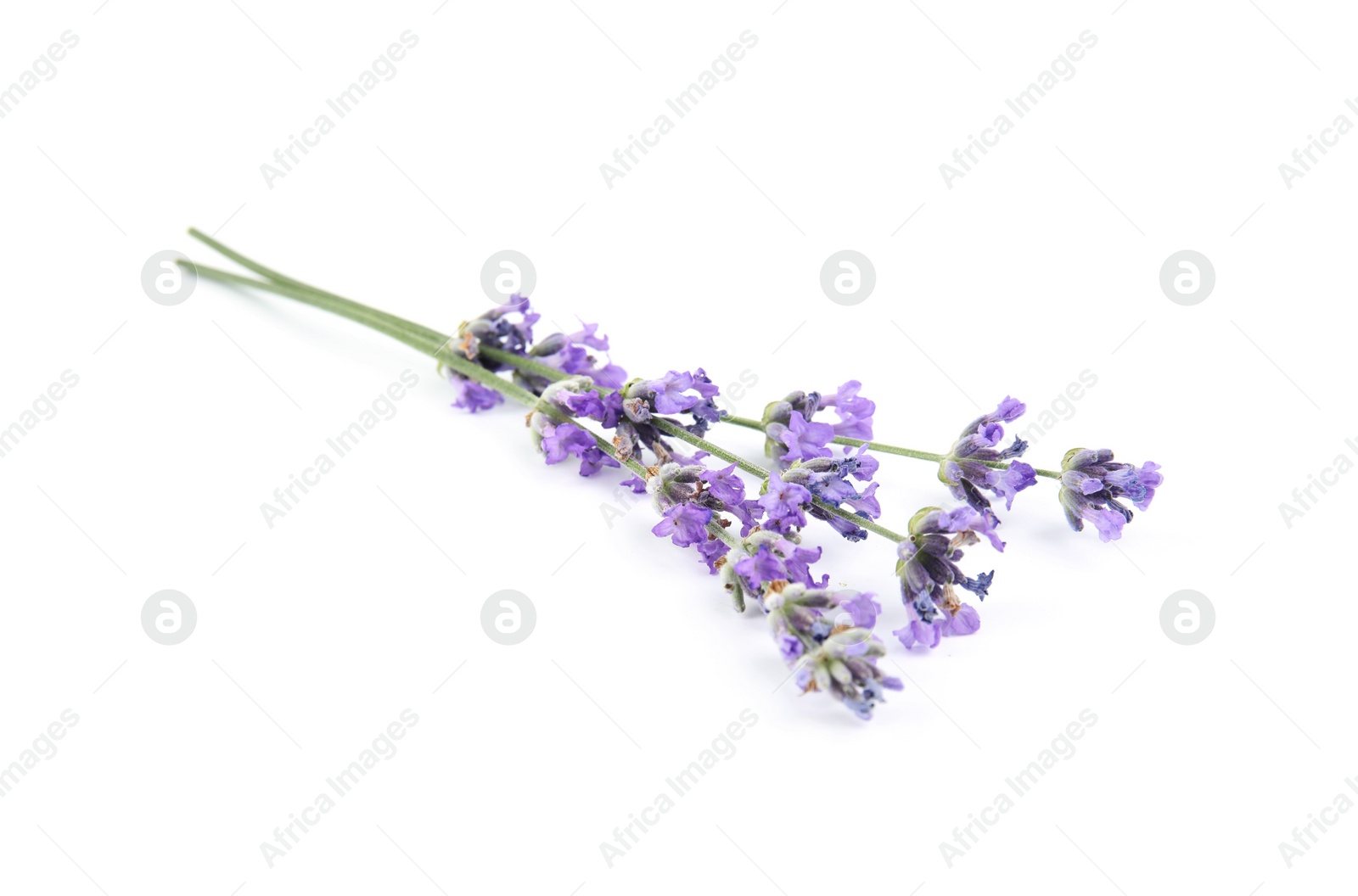 Photo of Beautiful tender lavender flowers on white background