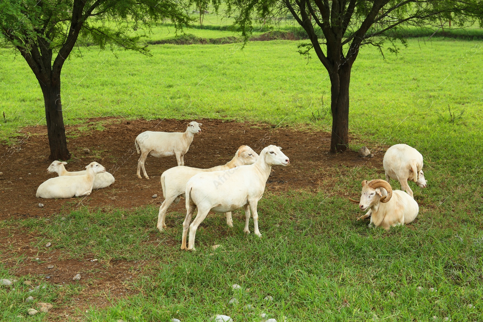 Photo of Beautiful white sheep on green lawn in safari park