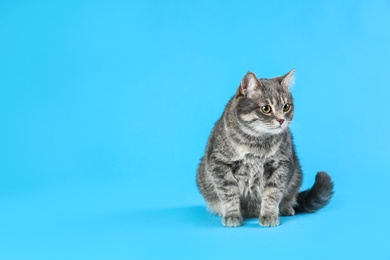 Photo of Cute gray tabby cat on light blue background, space for text. Lovely pet