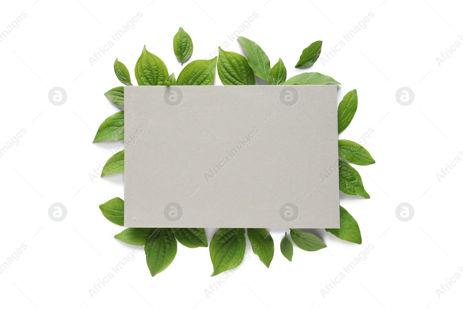 Photo of Blank card and spring green leaves on white background, top view. Space for text