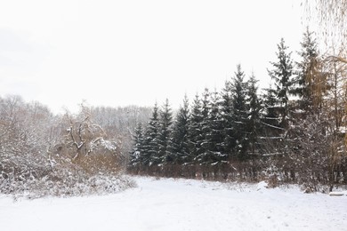 Photo of Trees covered with snow in winter park