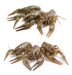 Image of Set of fresh crayfishes on white background