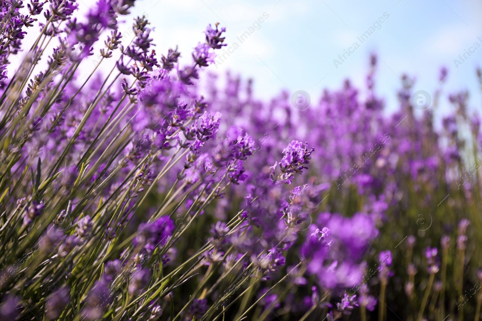 Photo of Beautiful blooming lavender field on summer day, closeup