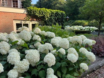 Photo of Blooming hortensia shrubs with beautiful white flowers near house outdoors