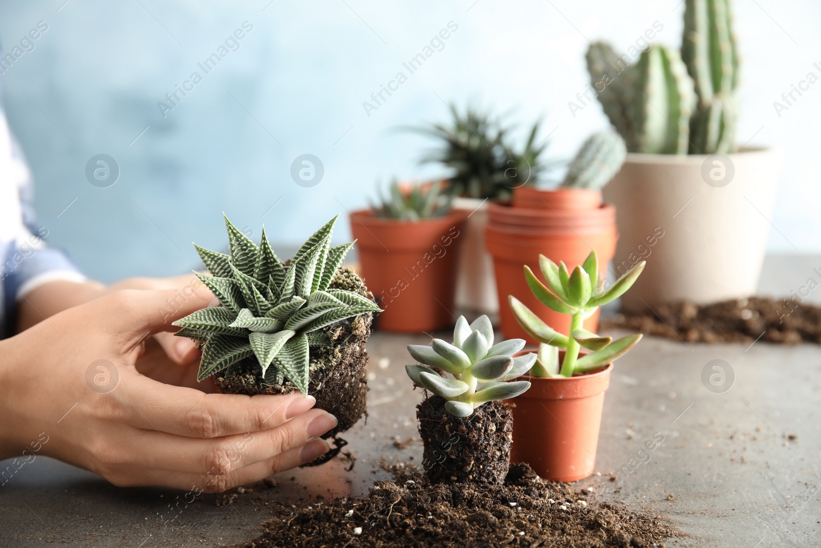 Photo of Woman transplanting home plant into new pot at table, closeup