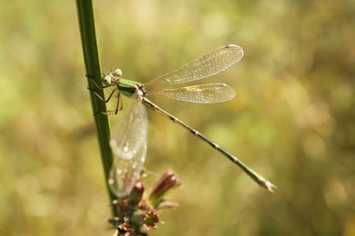 Beautiful dragonfly on plant outdoors, closeup view