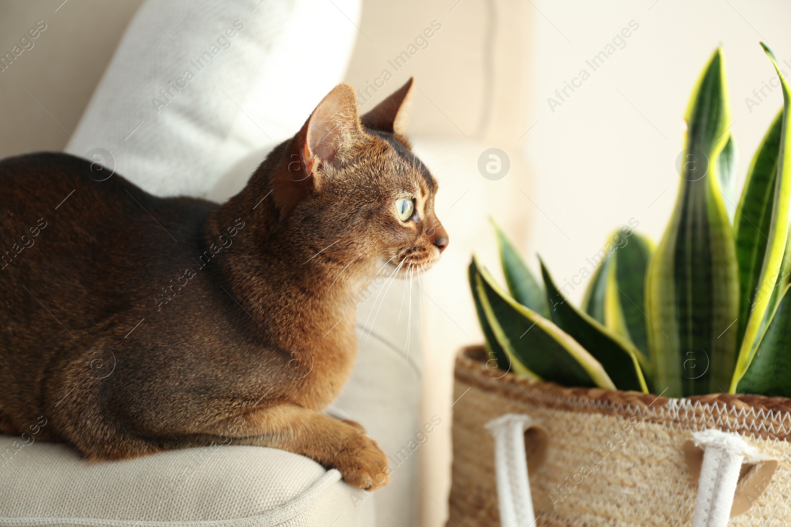 Photo of Beautiful Abyssinian cat on sofa at home. Lovely pet