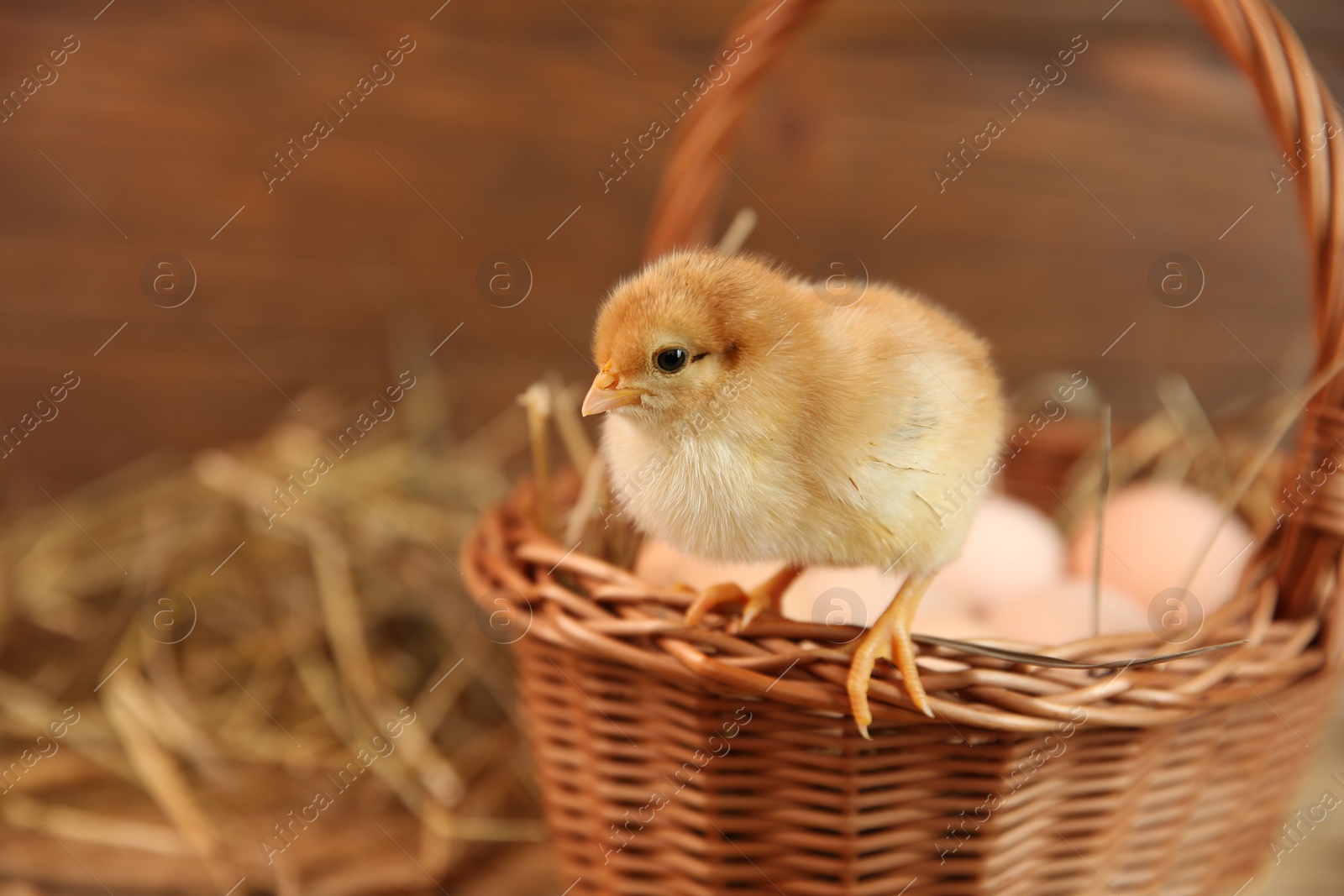 Photo of Cute chick and wicker basket on blurred background, space for text. Baby animal