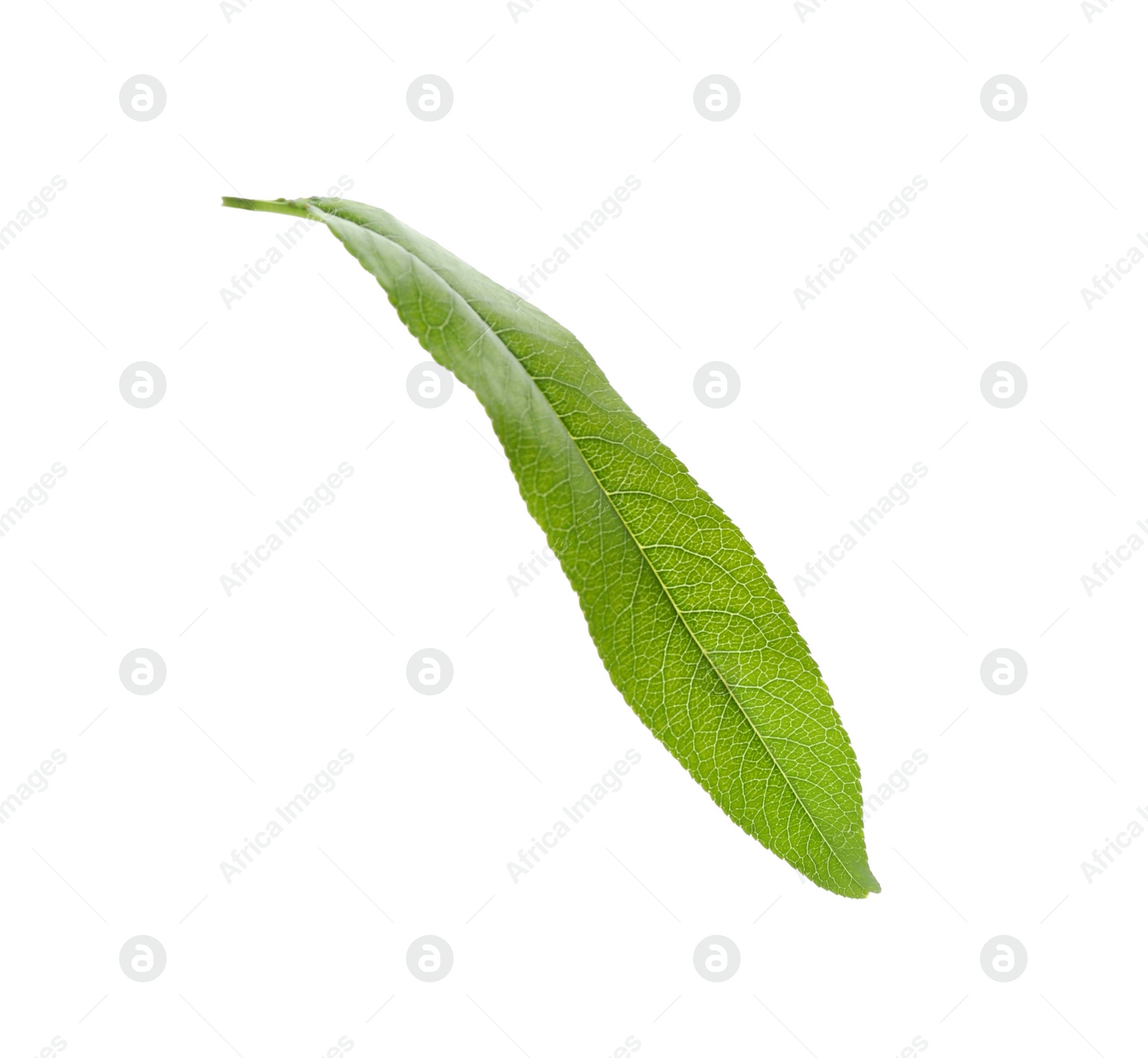 Photo of Fresh green peach leaf isolated on white